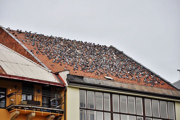 A2B Pest Control are able to install spikes to deter birds from roofs in St Ives Cornwall. 