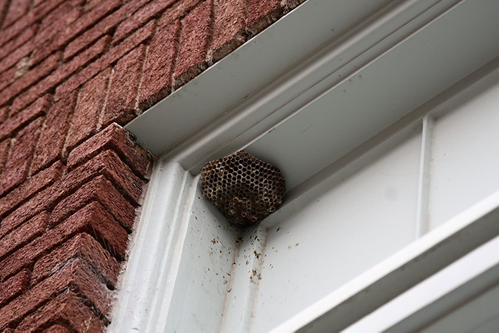 We provide a wasp nest removal service for domestic and commercial properties in St Ives Cornwall.